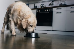 Dog Food Business for sale in Indiana